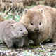 A wombat mother with her joey.